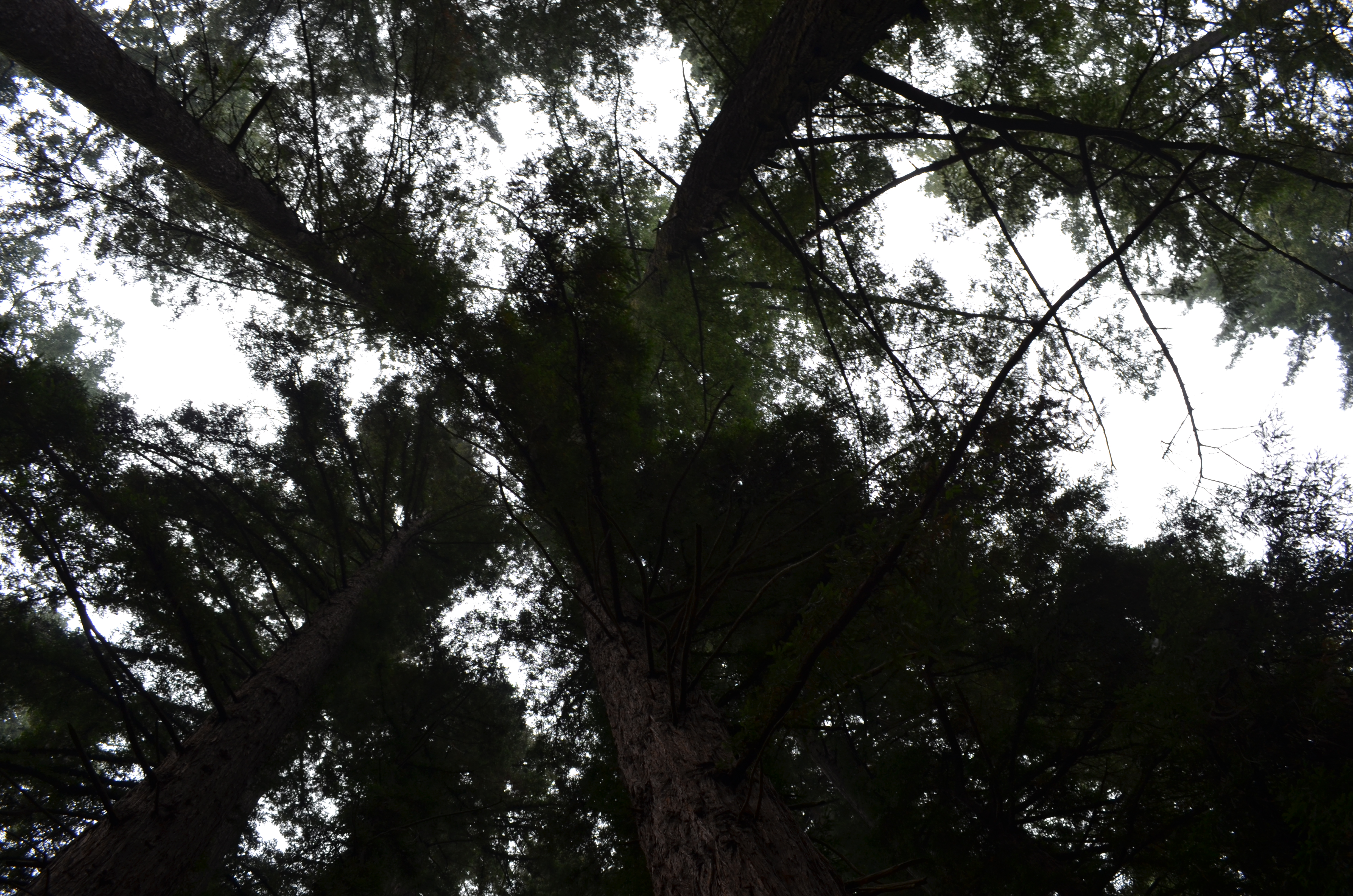 ./2018/09 - San Francisco/DSC_0218.JPG